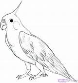 Cockatiel Coloring Parrot Pages Drawing Pirate Color Getdrawings Kids Parrots Cartoon Printable Getcolorings sketch template