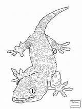 Gecko Drawing Leopard Coloring Lizard Getdrawings sketch template