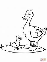 Duck Duckling Coloring Clipart Mama Pages Drawing Ugly Printable Paper sketch template
