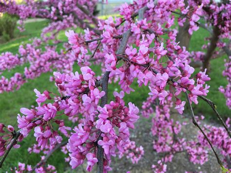 eastern redbud tree  breathtaking flowering native  north america