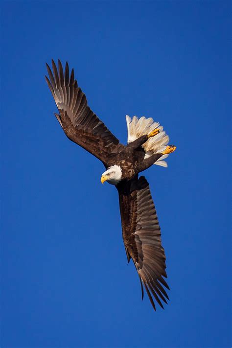 bald eagle rollover dive  alaska fine art photo print