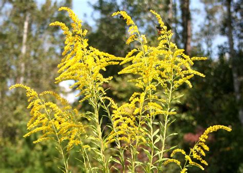 goldenrod   garden asset  allergy problem mississippi state