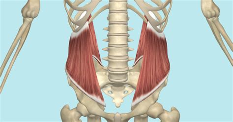 internal  external oblique muscles  attachments  actions