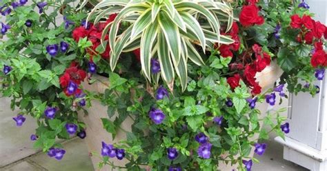 most repinned gardening pinterest pins page 118 of 1136
