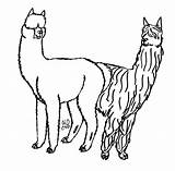 Alpaca Zupa Sobre sketch template