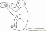 Monkey Milk Coloring Drink Pages Coloringpages101 Color sketch template