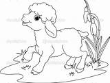 Lamb Coloring Ovejas Oveja Baranek Osterlamm Wielkanocny Kolorowanki Ausdrucken Ausmalen Ostern Depositphotos Agnello Malvorlage Sheep Druku Malvorlagen Colorat Dazdraperma Lam sketch template