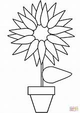 Sunflower Coloring Pot Pages Printable Drawing Flower sketch template