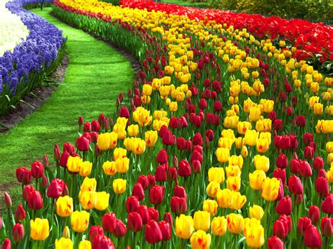 nice flower garden pictures af tulip garden srinagar    hd wallpaper