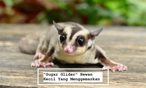 sugar glider hewan kecil  menggemaskan informasi tentang  hewan peliharaan