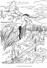 Dover Heron Bird Sheets sketch template