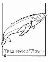 Whale Humpback Pages Coloring Endangered Animal Ocean Kids Color Azcoloring Whales Drawings Print Killer Sea Animals Printer Send Button Special sketch template