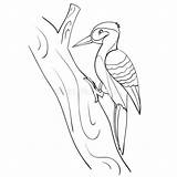 Woodpecker Specht Baum Weißen Objekt Hintergrundvektor Entwurfszeichnung Isolierten Malbuch Sitzt sketch template
