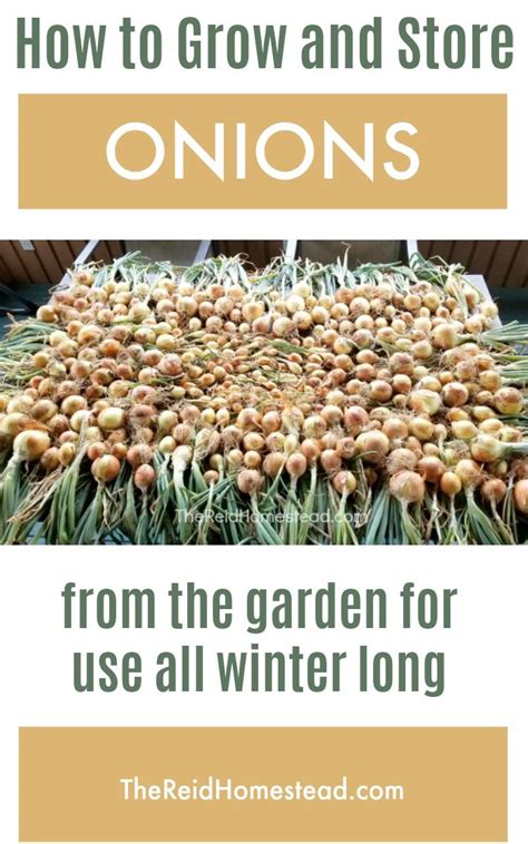 store onions   garden   winter food garden