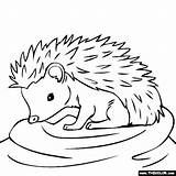 Hedgehog Coloring Drawing Pages Outline Animal Baby Color Line Animals Clipart Da Easy Cute Sheets Craft Colorare Printable Print Kids sketch template