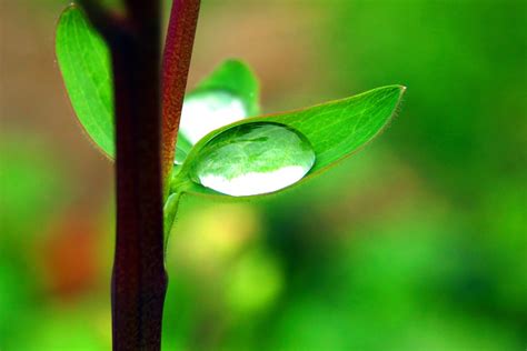 drop   leaf  photo  freeimages