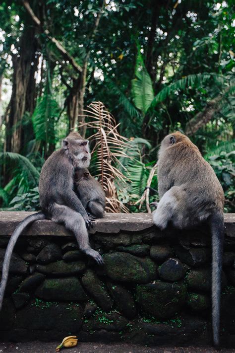 monkey forest  living   language