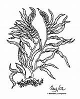 Kelp Drawing Getdrawings Biodidac sketch template