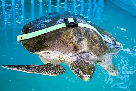 turtle conservation in the maldives rescue rehabilitation head start