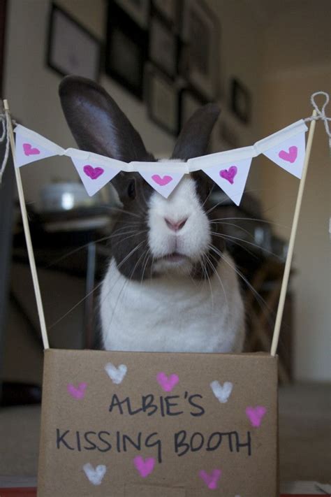 bunny s kissing booth is open for business — the daily bunny kissing