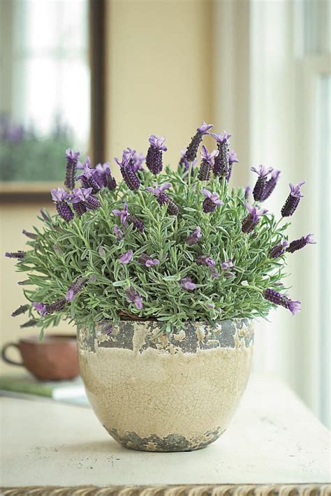 care  potted lavender potted lavender lavender flowers plants