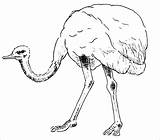 Ostrich Coloring Pages Printable Realistic Kids Coloringbay sketch template