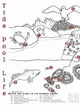 Tide Pool Coloring Pools Ocean Activities Worksheets Kids Clipart Tidal Zones Coast Unit Pages School Animal Magic Matching Number Stem sketch template