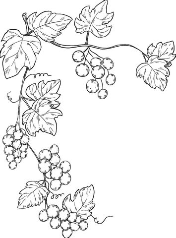 grapevine coloring page  printable coloring pages