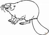 Beaver Coloring Pages Beavers Printable Color Animals Supercoloring Drawing Gif Sketch Template Funny sketch template