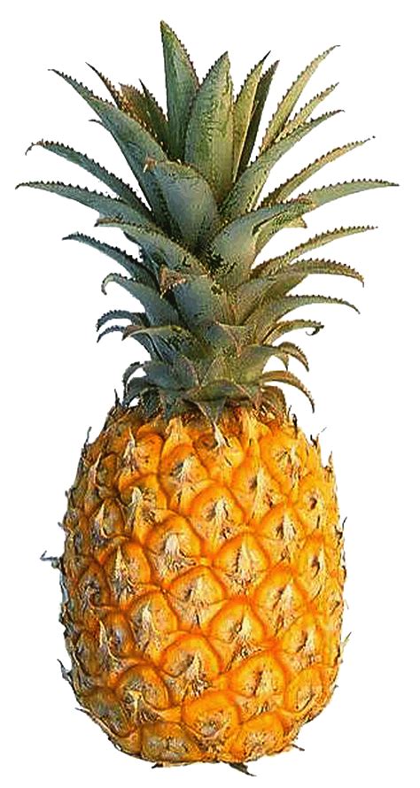 pineapple fruit photo  fanpop