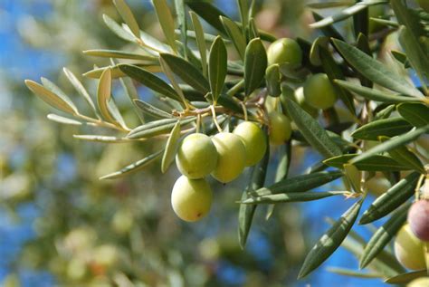 oliviers linra planche sur une souche  resistante hortitecnews