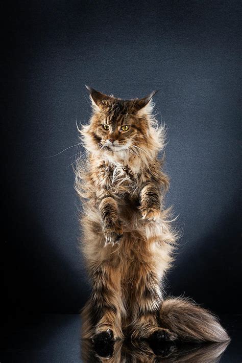 standing cat pictures capture beautiful felines posing   legs