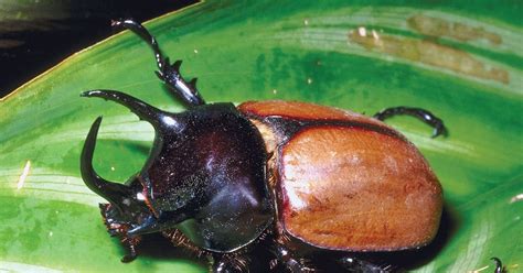 Maycintadamayantixibb Big Black Beetle With Horns