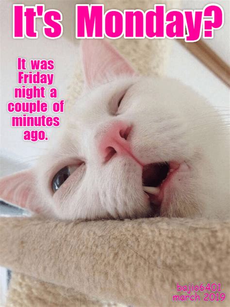 rough weekend lolcats lol cat memes funny cats