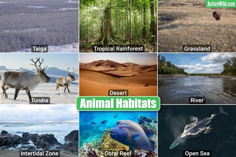 animal habitats terrestrial freshwater marine pictures facts