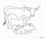 Coloring Pages Cow Longhorn Calf Printable Texas Angus Color Cows Drawing Line Print Beef Popular Coloringhome Getcolorings Kids Inkspired Musings sketch template