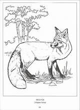 Wildlife Coloring 64kb 800px sketch template