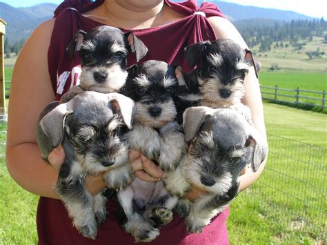 French Valley Ranch S Giant Schnoodles And Miniature Schnauzers