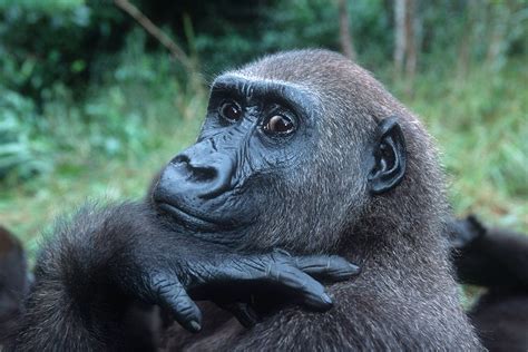adopt  gorilla symbolic animal adoptions  wwf