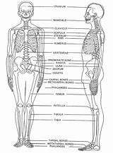Skeleton Osteology Forensic Anthropology Stu sketch template