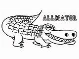 Coloring Alligator Printable Pages Kids Line Print Crocodile Drawing Gus Gator Getdrawings Wally Search Getcolorings Again Bar Case Looking Don sketch template