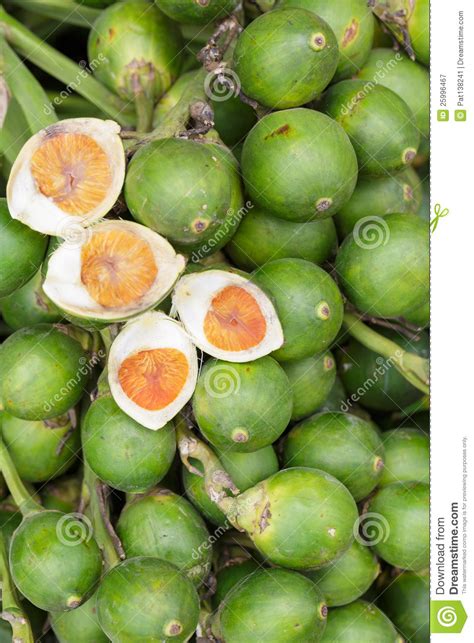 ripe areca nut stock image image of crop catechu cultivation 25996467
