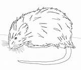 Muskrat Coloring Pages Supercoloring Printable Categories sketch template