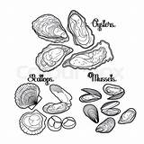 Oysters Oyster Coloring Vector Graphic Scallop Mussels Drawing Mussel Ocean Scallops Sea Shellfish Pages Stock Seafood Line Illustrations Book Getdrawings sketch template