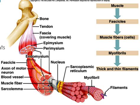muscle layers diagram quizlet