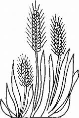 Wheat Coloring Plant Ears Sketch Plants Drawings sketch template