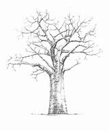 Baobab Tree Drawing African Getdrawings sketch template