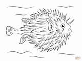 Fish Coloring Puffer Pages Pufferfish Porcupine Colouring Tropical Printable Sketch Poisson Sheets Supercoloring Ballon Kids Looking Click Coloriage Imprimer Sea sketch template
