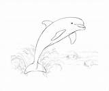 Coloring Dolphin Pages Ai sketch template