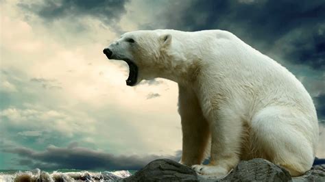 polar bears wallpapers  images